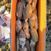 [조재범연근] 후니팜 햇 연근 국산연근 흙연근 특품 2kg
