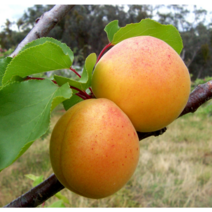 살구나무묘목 하코트 신사대실 플럼코트(자두+살구 교합품종) 하모니 서울농원묘목, 특묘, 신사대실 접목1년