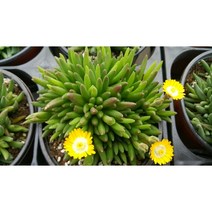 사철 채송화 송엽국 (색상랜덤) // 송엽국키우기 / 다육이 키우기 / 공기정화식물 / 플랜테리어