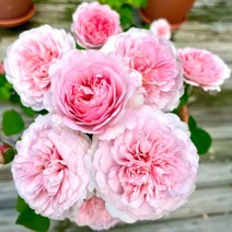 영국장미 유스타시아 바이 데이비드 오스틴/접1년 개화주 FG18, 1개