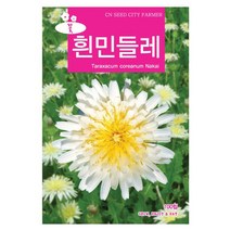 흰민들레 꽃씨앗 꽃씨 100립