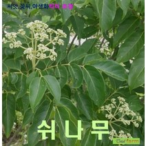 희귀종자 쉬나무 씨앗 50립