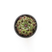 브로니에 바위솔 키우기쉬운식물 노지월동가능