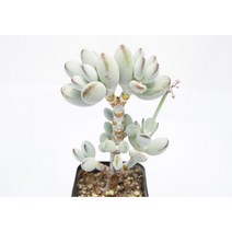 [호피방울복랑금무지 0802] 홈가드닝 분재 선인장 키우기쉬운 아프리카 다육이 공기정화 특이한 귀여운 예쁜 희귀한 인테리어 생일 소형 작은 개업선물 리톱스 코노피튬 식물키우기