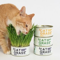 퍼피가드 재배용 고양이 캣그라스 3종 세트, 1세트, 보리, 밀, 귀리