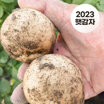 23년산 포슬포슬 햇수미감자 3kg/5kg/10kg, 요리용 왕특3kg