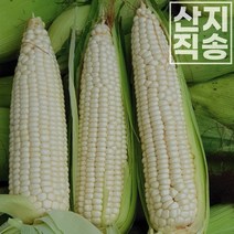 강원도 냉동 찰옥수수 삶은옥수수 미백2호 개별포장 쫀득쫀득 햇 찰옥수수 10개 20개, 01. 냉동 미백 찰옥수수 10개 (2개 X 5팩)