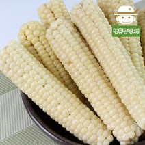 쫀득함 그대로 살아있는 괴산 급냉 대학 찰 옥수수(중) 15개, 단품