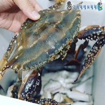 꽃게 신진도 활꽃게 2~3인분 당일조업 아침발송, 1개, 3키로 톱밥포장 5인분