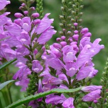 [나은식물원][모종] 꽃범의꼬리 10cm 1포트