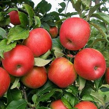 NS사과나무 썸머킹성목R3~4(결실주)