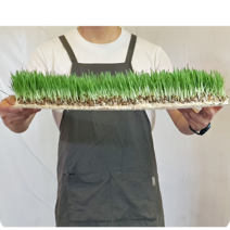 뮤토그린스 보리 귀리 뿌리가 있는 새싹 생즙 착즙용, 보리새싹30cmx60cm, 1개