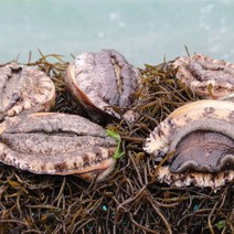 통영 바다장어구이 통영가리비 깐멍게 등 제철 수산물, 1팩, 참전복(특대)500g