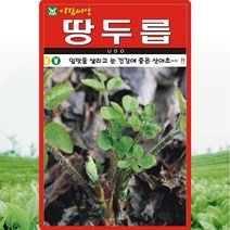 땅두릅씨 200립 눈건강에 좋은 산야초 두릅씨앗 민속채소종자