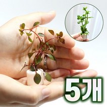 미미팜스 무결점 여과링 수초 루드위지아 슈퍼레드5개.미미네아쿠아