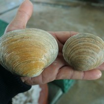 [푸디앤] 자연산 활 대합(개조개) 1kg (4-8미)