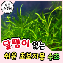 [수초스토어] 검역 나자스말 10촉 / 구피 새우 어항 수초 쉬운 키우기 예쁜 은신처 중경 후경 초보 자연 풍성한 흑사 무이탄 치어 베타 열대어