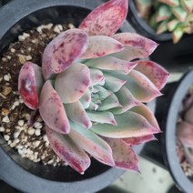 [수암다육] 콜로라타 랜덤발송 Echeveria colorata 랜덤발송 다육 다육이 다육식물 316, 1개