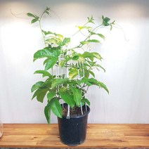 백향과나무 백향과묘목 패션프루트 묘목 (시계초나무 패션후르츠묘목 ), 1개