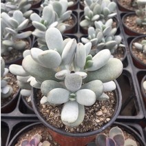다육식물 200여종 다육 식물 최다종 화분, 다육식물_방울복랑, 1개