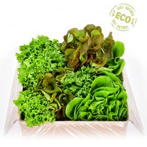 봉봉채소 대용량 무농약 유러피안 샐러드 야채 쌈 채소 믹스 모듬세트 1kg 무배, 1박스