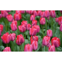 튤립-니가타 구근 17개 노지월동 다년초 가을식재 봄개화 [케이야생화]