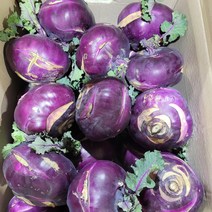 아삭아삭한 제주 햇콜라비 콜라비 최상품 중량별, 콜라비 15kg