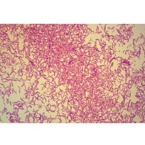 과학학습교재 버섯포자 영구 프레파라트 (ver.4)