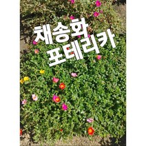 채송화-포테리카-5개묶음/앙증맞고 예쁜 꽃 채송화