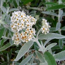 붓들레아 실버 애니버서리 120L포트 부들레야 포트묘, 1개