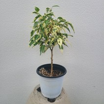 칼라벤자민 외목대 중품 35-45cm 79, 1개