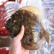 도다리제철 도다리쑥국 삼천포 도다리 밀키트 1kg 3미내외 봄쑥 동봉