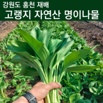 자연산 명이나물 재배 줄기명이 산마늘잎 홍천명이 잎명이 대명이 6시내고향 야생 봄철 산나물 4월 제철 나물 강원도 고랭지 주문 1키로 2키로 1kg 2kg, 잎명이 2kg