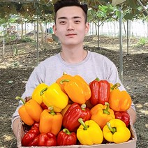 가우농산 파프리카 미니파프리카1.5kg 3kg, 특 1.5kg (노랑+빨강 7과 내외), 1개