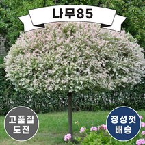 (나무85) 무늬버들 화이트핑크샐릭스 포트(키 80cm내외), 화이트핑크샐릭스 포트(2주묶음)