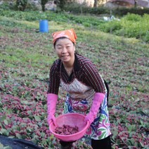 강원도평창 산따담 천년담다 천년초 열매즙 (열매+줄기) 100ml x 60포, 천년담다 열매즙 100ml 60포
