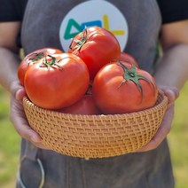 세모농 제철 수확 토마토 빨간 토마토 완숙 토마토, 토마토 5kg 3번과, 1개