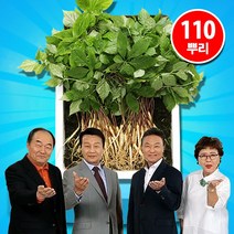 국내산 명품 청유담 새싹삼 인삼 50뿌리 110뿌리, 110뿌리(1박스)