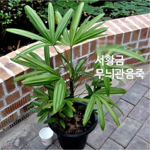 관엽/구근식물 서황금무늬관음죽(큰화분) 1개(L0114), 1개