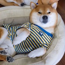 자칠 고양이 강아지 의류 가을 단가라 티셔츠 반팔 테디 쉐나리 시바견 중소형견 펫웨어, 블루