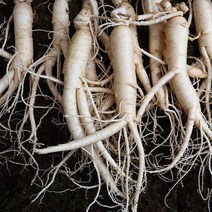국내산 인삼 원수삼 500g 10-11뿌리, 없음