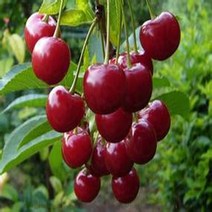 착한가격 나무생각 일반체리(라핀)*(결실주)