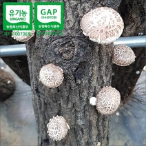 [하늘마음](무료배송)양양 유기농 참나무 원목재배 생표고버섯(1Kg), 특상품(화고)