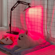 아픈 강아지 고양이 건강을 책임지는 근적외선 치료기 펫스니즈 펫큐어레이 - 관련항목 치료 효과 곰팡이성 습진 피부병 귀염증 슬개골 탈구 관절 보호대 예방, 펫큐어레이 적외선치료기