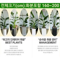 없음 [반값화분] 개업축하대형극락조(여인초) NASA공기정화식물 새집증후군새건물병증후군가정집거실사무실DP전용개업축하입주축하, 사각블랙