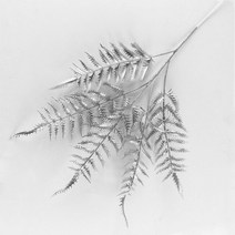 조화 인조 꽃 팜파스 억새 다발 깃털 타조털 꽂이 인테리어 갈대 나무 가지 재료 대형 겨울 생화같은 크리스마스 인공 황금 은색 플라스틱 식물 야자수 분기 홈 diy 웨딩 벽, 은빛 고사리 잎