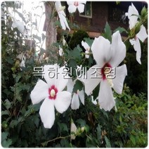 목하원예조경 무궁화나무 묘목 (실생3년특묘)