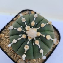 [메카다육]4-0226 선인장 투구(국내실생) 화분포함 다육식물, 1개