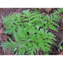 전호나물 종근 70주