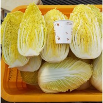 진도농장 알배추 쌈배추 알배기배추 5키로 10키로 국내산 전남 진도산, 5kg (5~7포기)